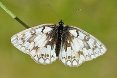 Melanargia russiae