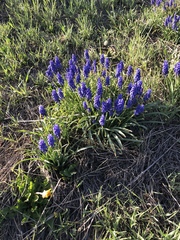 Muscari armeniacum