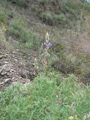 Lupinus altimontanus