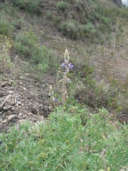Lupinus altimontanus