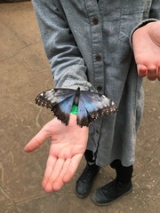 Morpho helenor narcissus