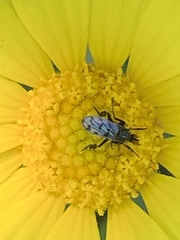 Empis clausa