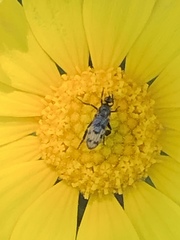 Empis clausa