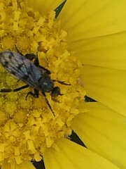 Empis clausa