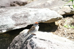 Spizella passerina passerina