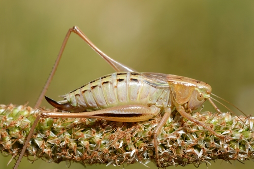Bicolour Meadow Bush-cricket photo 4