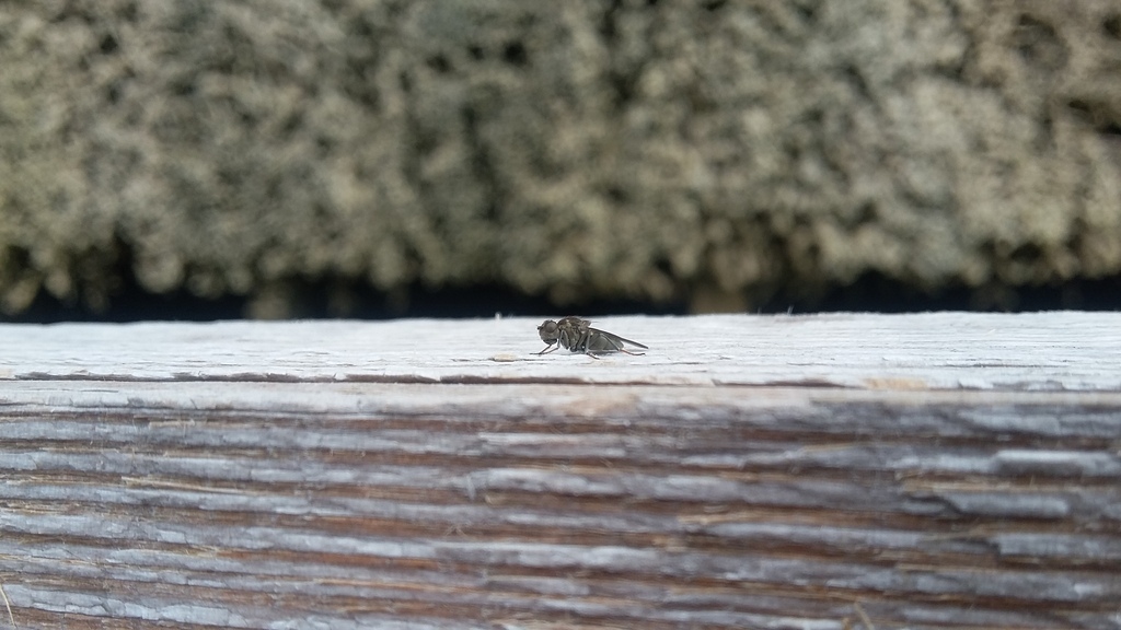 Halmopota salinaria