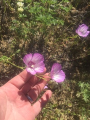 Clarkia cylindrica