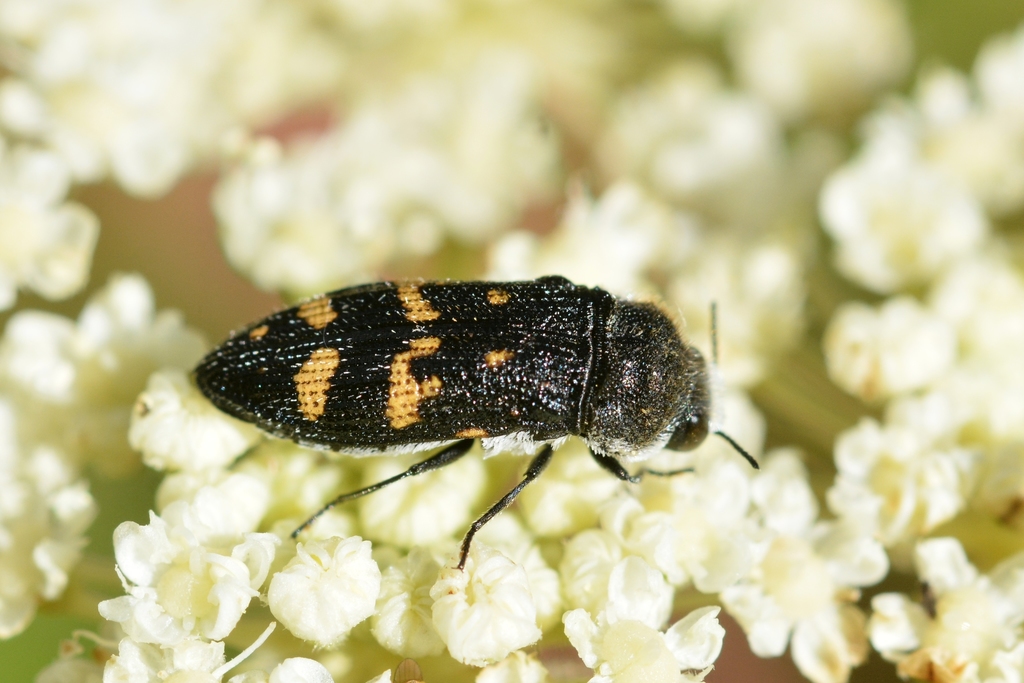Acmaeoderella flavofasciata