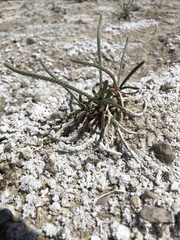 Ivesia kingii eremica