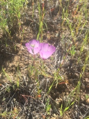 Clarkia cylindrica