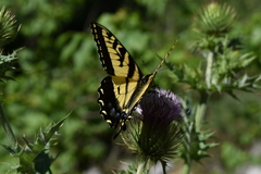Papilio alexiares garcia