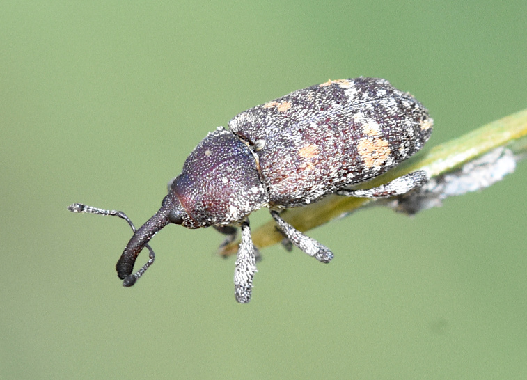 Lesser Banded Pine Weevil (Pissodes castaneus) · iNaturalist