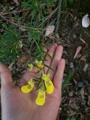 Calceolaria buchtieniana