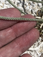 Ivesia kingii eremica