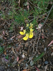 Calceolaria buchtieniana
