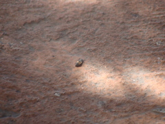 Harmonia axyridis
