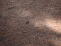 Harmonia axyridis