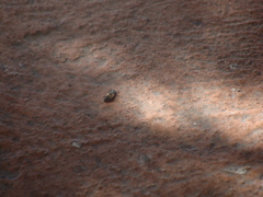 Harmonia axyridis