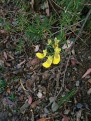 Calceolaria buchtieniana