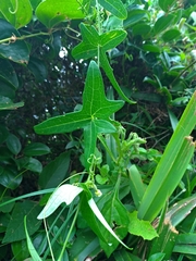 Solena amplexicaulis