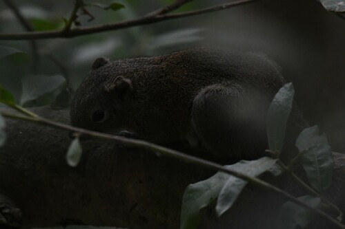 Irrawaddy Squirrel