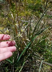 Schoenolirion wrightii