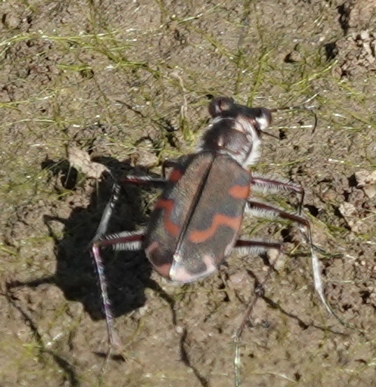 Red-lined Tiger Beetle