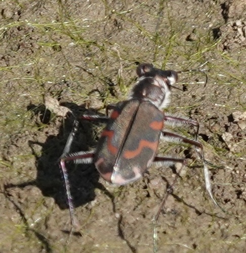 Cicindela fera