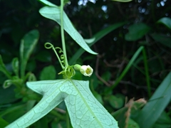 Solena amplexicaulis