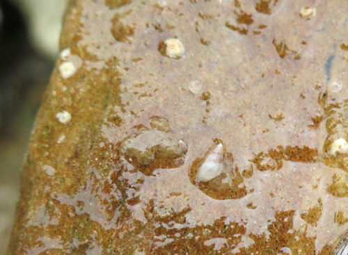 Odostomia helga observed 2019-04-27