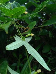 Solena amplexicaulis