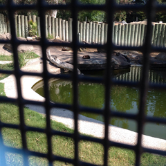 Hydrictis maculicollis