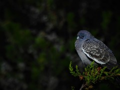 Patagioenas maculosa albipennis