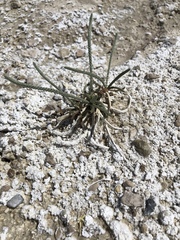 Ivesia kingii eremica