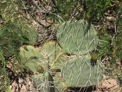 Opuntia discata
