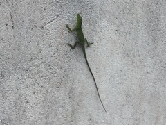 Anolis punctatus