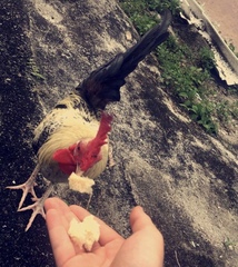 Gallus gallus domesticus