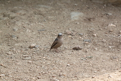 Pseudonigrita arnaudi