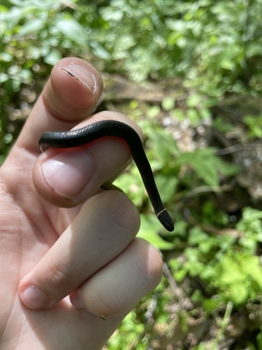 Ring-necked Snake