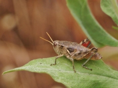 Oedaleonotus phryneicus