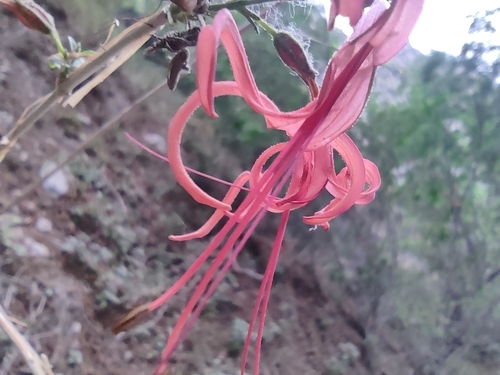 Image of Anisacanthus linearis by (c) Mauricio Calderón, some rights reserved (CC BY)