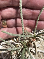 Ivesia kingii eremica