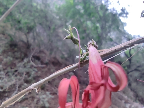 Image of Anisacanthus linearis by (c) Mauricio Calderón, some rights reserved (CC BY)