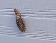 Dahlica triquetrella