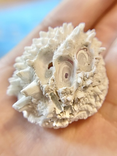 Stimpson Chimney Clam