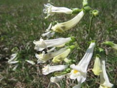 Penstemon oklahomensis