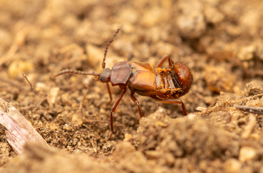 Lomechusa paradoxa
