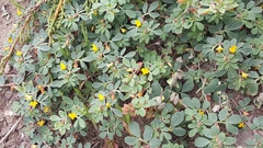 Acmispon wrangelianus