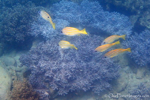 Schooling snapper